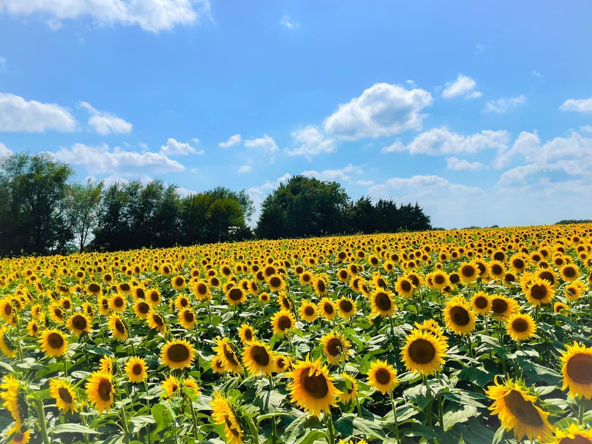 Sunflower Foundation recently awarded nearly $1.5 million in grants to help support core operating capacities of 65 nonprofits across Kansas so they can better meet the critical health needs of their communities. Read more about it at sunflowerfoundation.org/capacity-build…