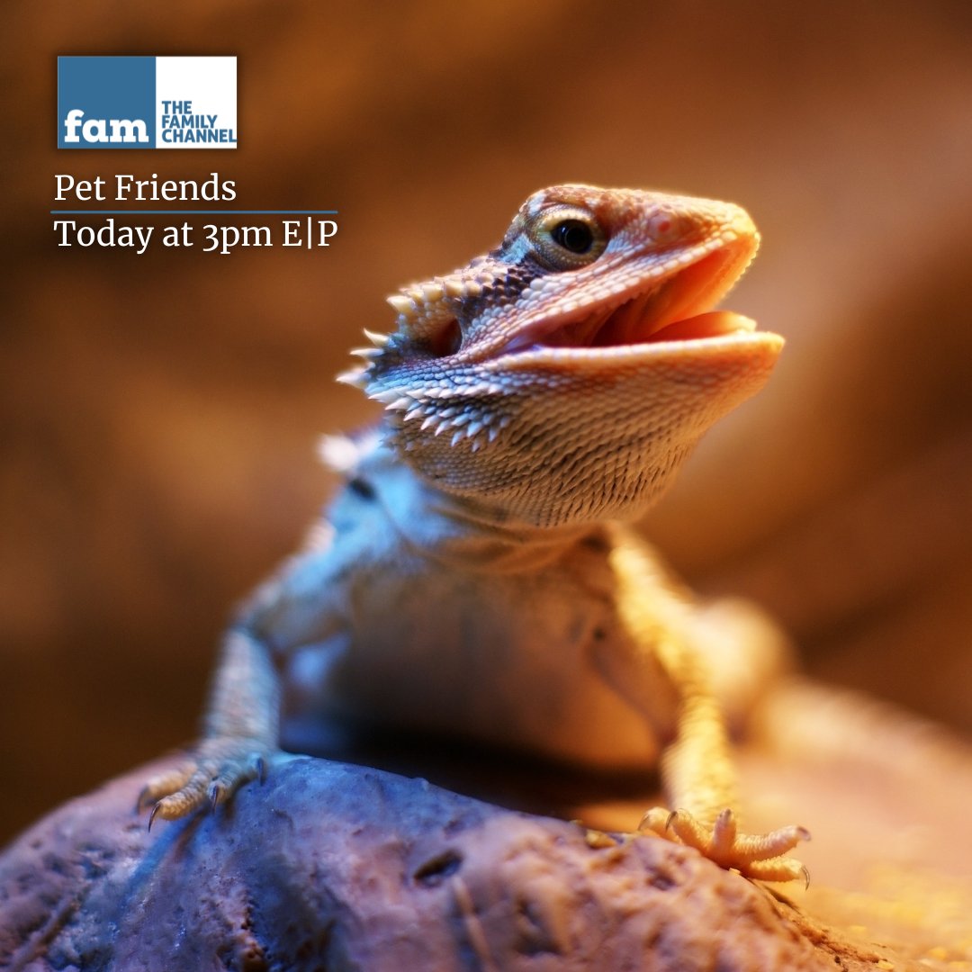 Is your family interested in a pet parrot or lizard over the classic puppy? Pet Friends advises those looking to welcome more exotic animals into their homes today at 3pm E|P. #TheFamilyChannel