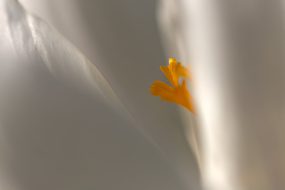 Rose (@rosenaturart) on Twitter photo 