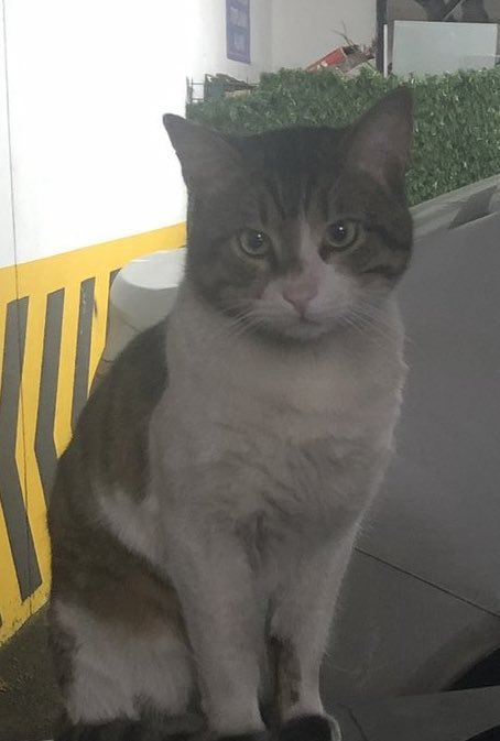 Bir kedi demeyeceksiniz ! Cezasızlık var diyeceksiniz . Kedi de bizler gibi can taşıyor ve yaşam hakkı var diyeceksiniz . Vazgeçmek yok arkadaşlar Cezasızlık ortadan kalkana kadar bağırmaya devam edeceğiz . Yok öyle tamam bitti demek #erosiçinadalet #ibrahimkeloglanTUTUKLANSIN