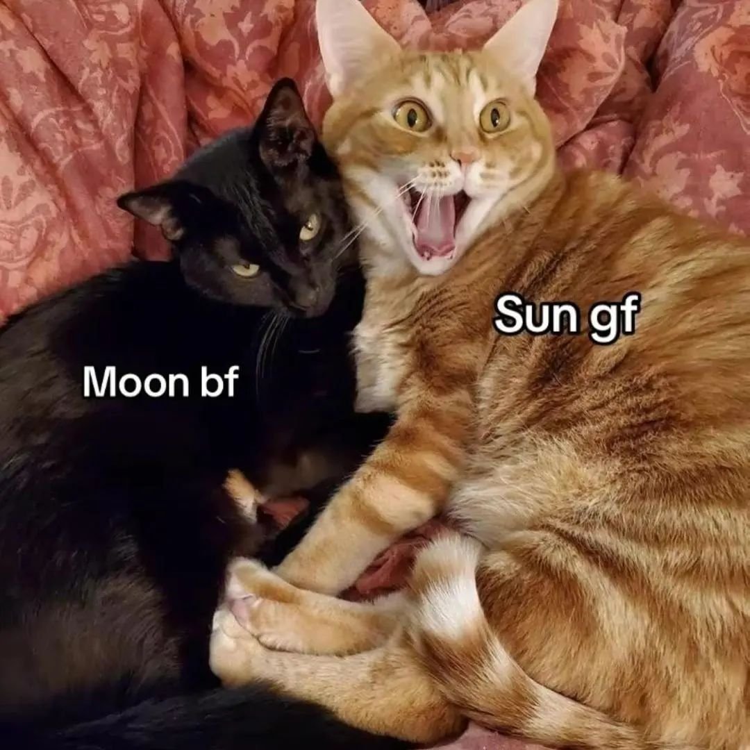 Punch Cat tweet media