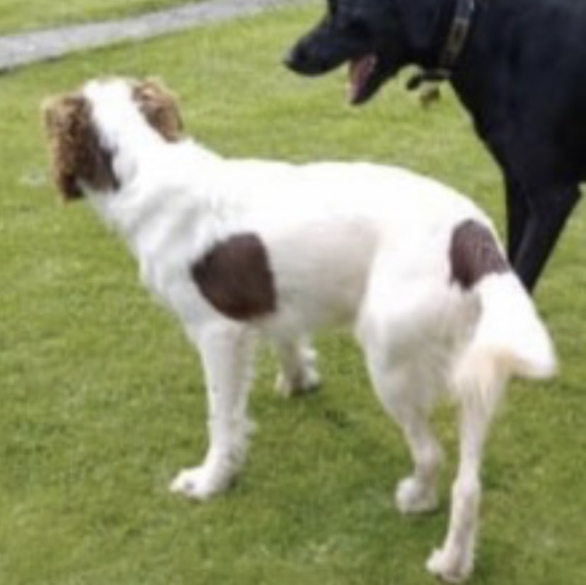 rosieDoc2's tweet photo. #SpanielHour 

BERTIE IS STILL MISSING - if seen DO NOT CHASE - very nervous 
Male #ESS Liver&amp;white lost since 7/11/23 on walk from home off Wellhead Lane #Westbury #BA13 
Tagged/chipped 

https://t.co/FHKn9rkAcR

@RachaelB100 @JacquiSaid @thomp918 @StrachanSusie @BitofDecorum https://t.co/0vH67OUR5c