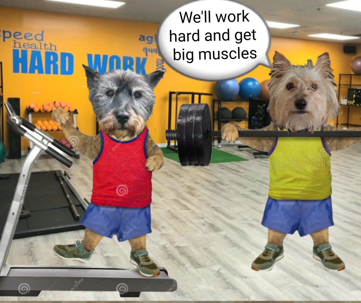jennystape's tweet photo. @steviejcmh ☺️☺️☺️
@NormanTheCairn #BovverBoys https://t.co/P7a8IAAI7B