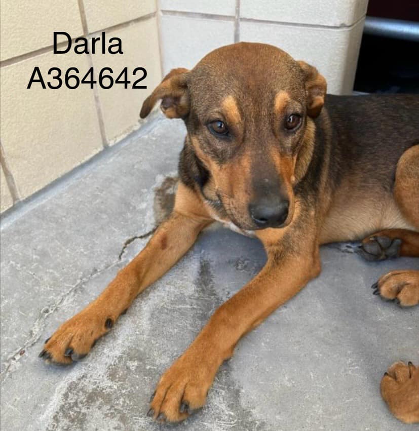 🆘🆘🆘 DARLA #A364642 TBK 😱 @ Corpus Christi ACS TX 03/18🆘🆘🆘

Our girl is scared & anxious😢
As frightened as can be!😭
Keen for love and proper care,✅
Just dying to be free!🐕

 Pls #Pledge #Adopt #Foster to save this beautiful 9 mth pup from an unjust, premature death.🙏