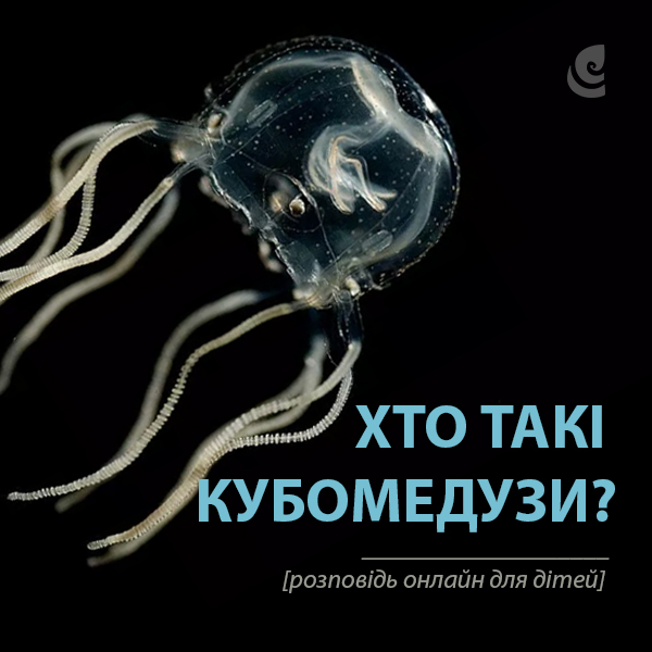 Неділя 17 березня о 10:00 онлайн для дітей "Хто такі кубомедузи?"

Розглянемо цікавезну групу живих істот - кубомедуз. Це кнідарії з найскладнішою поведінкою та очима непростої будови. Деякі з кубомедуз надзвичайно небезпечні для людини. 
Реєстрація▶️ docs.google.com/forms/d/12V3UB…