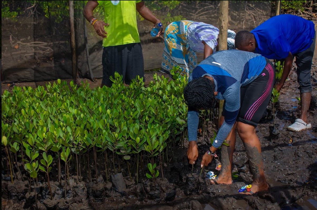 Due to the threats facing mangrove systems, their restoration is being increasingly undertaken, often in the form of replanting mangrove stands with seedlings #60MillionMangroves @kyom003 @the_paulflynn @Paul15033290