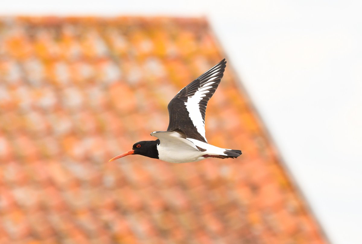 redsquirrel57's tweet photo. @sykesjeff Oystercatcher https://t.co/E5cDqvQGkf
