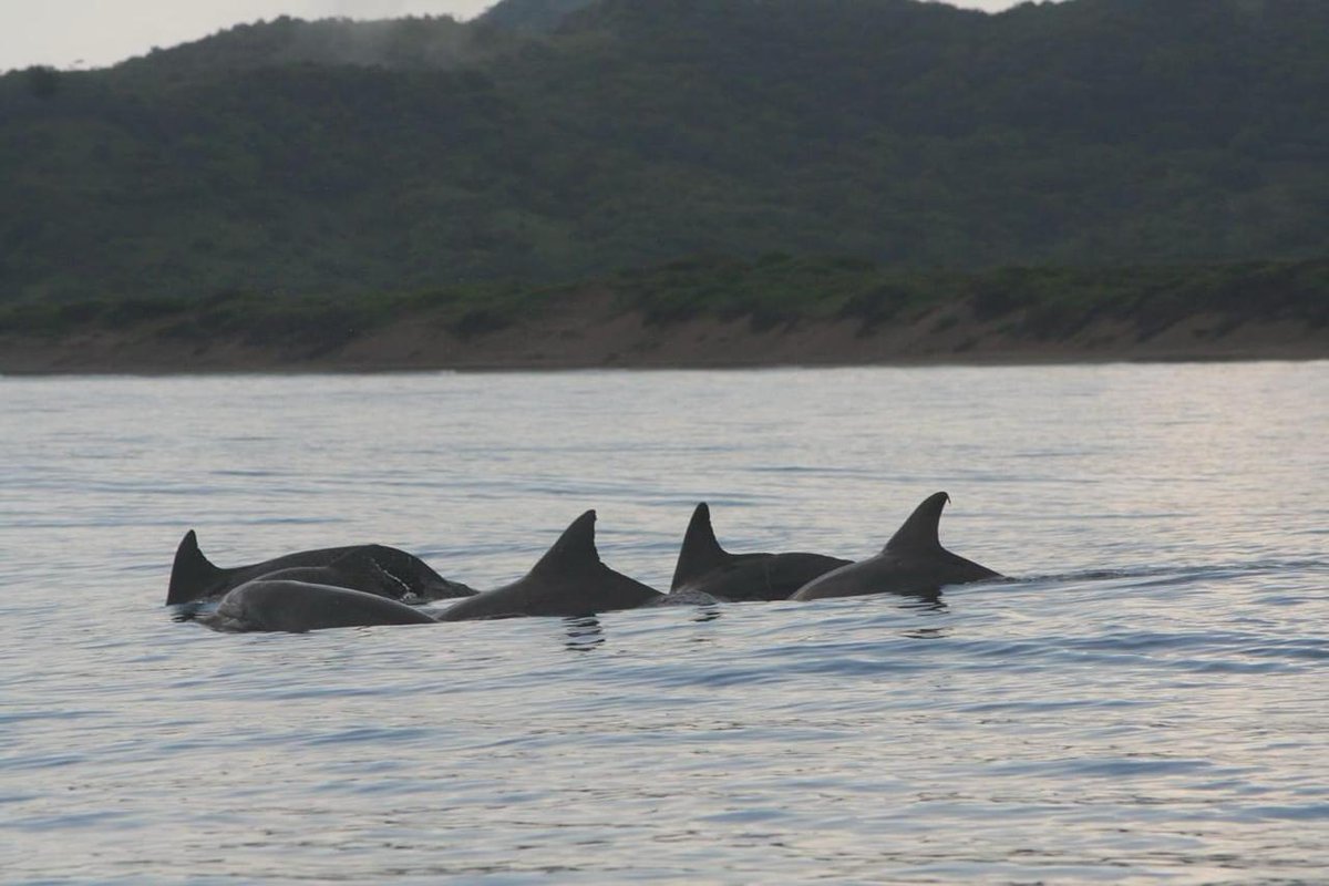 huracanmartinez's tweet photo. Inicio la temporada de avistamiento de mamiferos marinos en el Golfo de México.
En particular con el delfín de nariz de botella, en la zona marina de los Tuxtlas.
#tuxtlas #delfines https://t.co/zauz9o9lgc