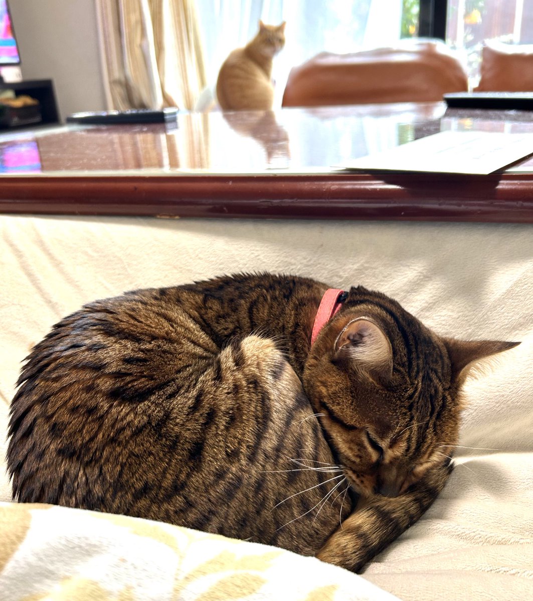 ビール猫🍺 tweet media