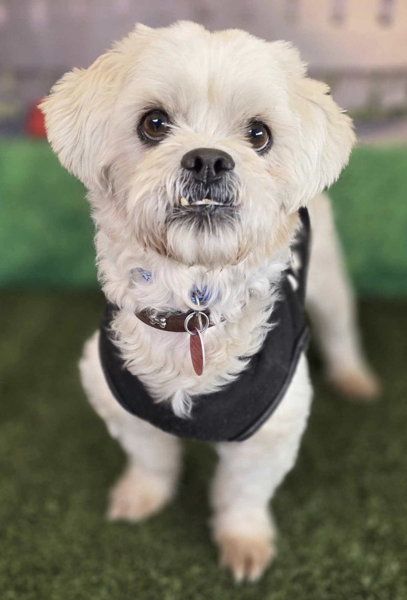 SO MANY CUTIES!! 😍 Plus, the Arizona Humane Society is waiving adoption fees for pets 1 year and older until March 17! abc15.com/news/region-ph…