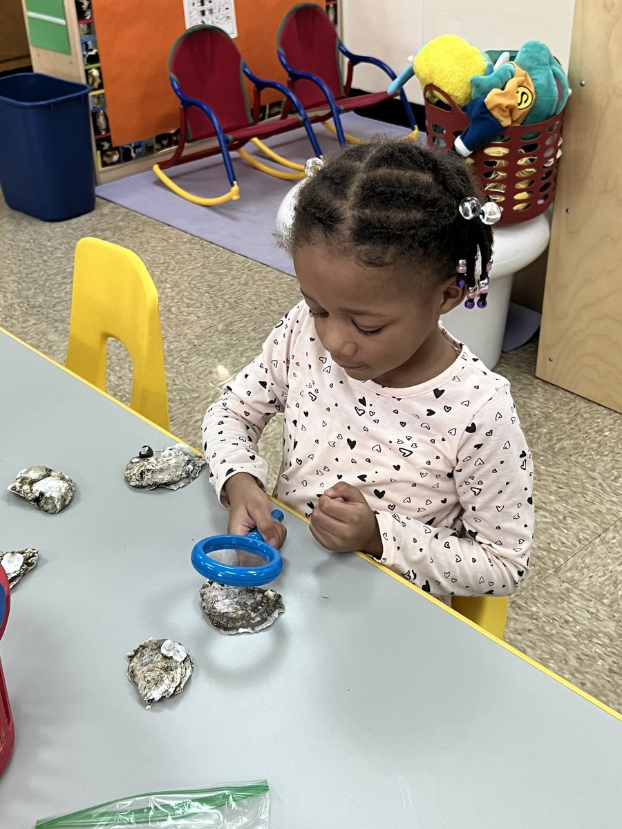 Jodi Postol (@postol4prek_tcs) on Twitter photo When your teacher eats yummy oysters but the shells are too cool to throw away! Students loved seeing the shells on top of the shells so much I forgot to take pics until only one was left! @_derrienTCS <a href="/MrsRothTCS/">Monica Roth</a> When your teacher eats yummy oysters but the shells are too cool to throw away! Students loved seeing the shells on top of the shells so much I forgot to take pics until only one was left! @_derrienTCS <a href="/MrsRothTCS/">Monica Roth</a>