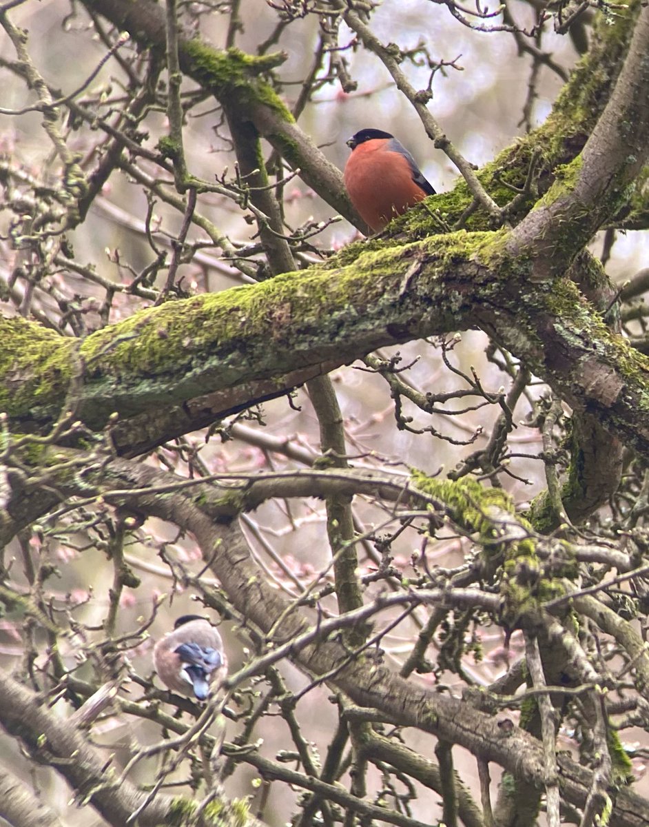 A pair of bullfinches outside the office window. A bit of birding that didn't involve leaving my chair!! #BirdTwitter