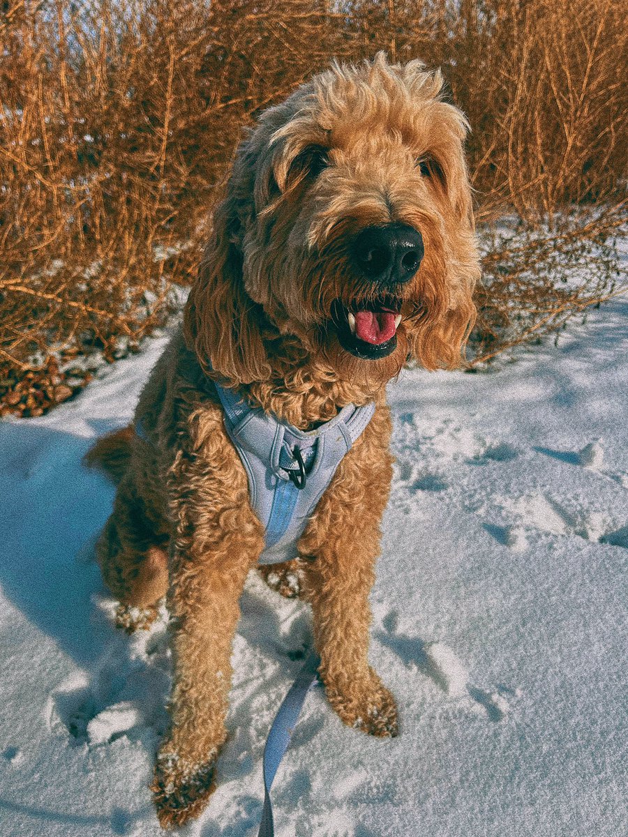 WolfPack_planet's tweet photo. 🚀 Feeling the winter blues? ❄️ Bella is here to remind us that even amidst the vast expanse of winter, there’s a galaxy of warmth and joy waiting to be explored with your furry co-pilot by your side! #WinterWonderPup #PetCareForMentalHealth https://t.co/XbJrOHZJPR