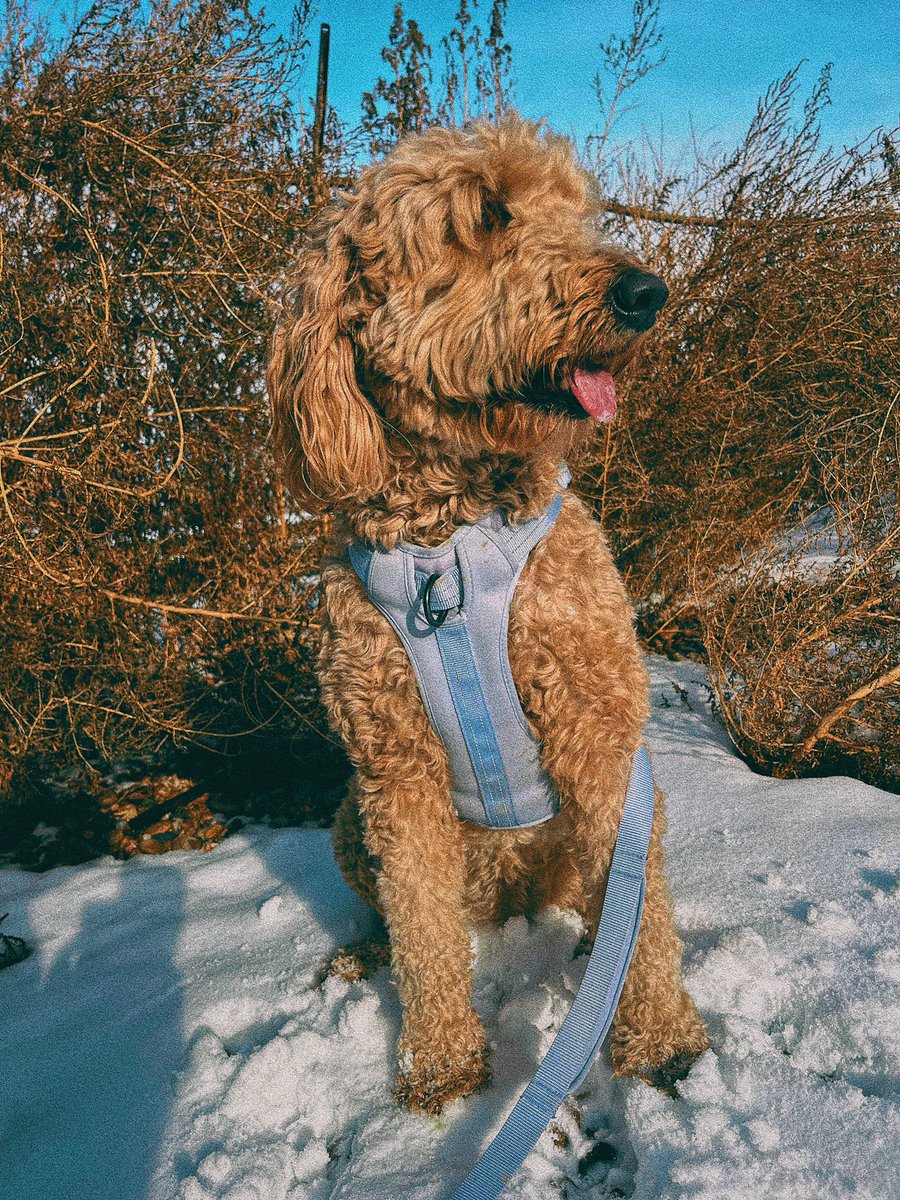 WolfPack_planet's tweet photo. Taking Bella for a snowy stroll isn’t just about exercise—it’s about nurturing your mental well-being and finding moments of peace amidst the chaos. So grab your leash and join Bella on a snowy adventure— https://t.co/6Gi6nhKogG