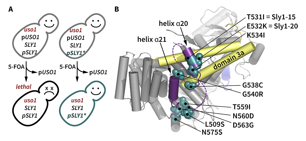 Journal of Cell Biology (@jcellbiol) on Twitter photo The series of events leading from vesicle tethering to assembly of pre-fusion SNARE complexes is poorly understood. Duan, Merz and coworkers <a href="/UW/">University of Washington</a> discovered a latent, short-range tethering activity in the essential SNARE chaperone Sly1 hubs.la/Q02pljJx0
#Trafficking The series of events leading from vesicle tethering to assembly of pre-fusion SNARE complexes is poorly understood. Duan, Merz and coworkers <a href="/UW/">University of Washington</a> discovered a latent, short-range tethering activity in the essential SNARE chaperone Sly1 hubs.la/Q02pljJx0
#Trafficking