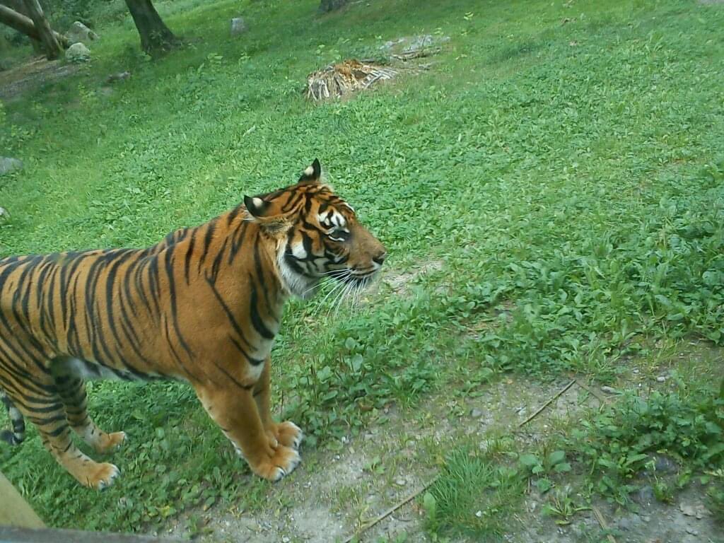FakeFrodomon's tweet photo. Katt https://t.co/kKyZxR17J0