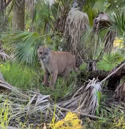 Close Encounter---wild Florida panther spotted at Babcock Ranch just east of Fort Myers a few days ago. It looks strong and healthy and that makes me happy. Photo: Jason Francis.