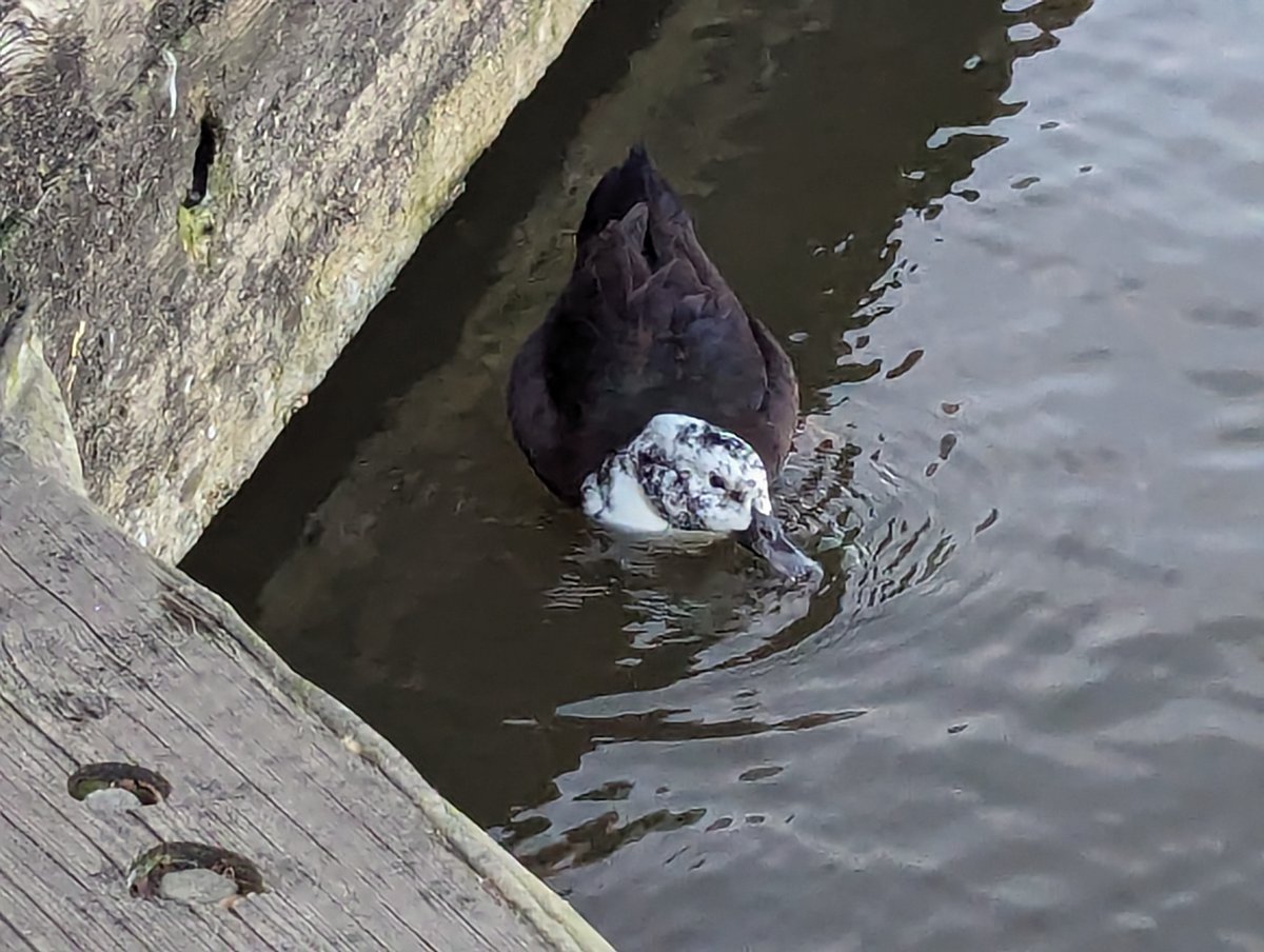 sowersb's tweet photo. @SteventheDuck2 This you? Looks like you're still hanging around Inner Harbor by the Maryland Science Center. https://t.co/9DA4dF9Zih