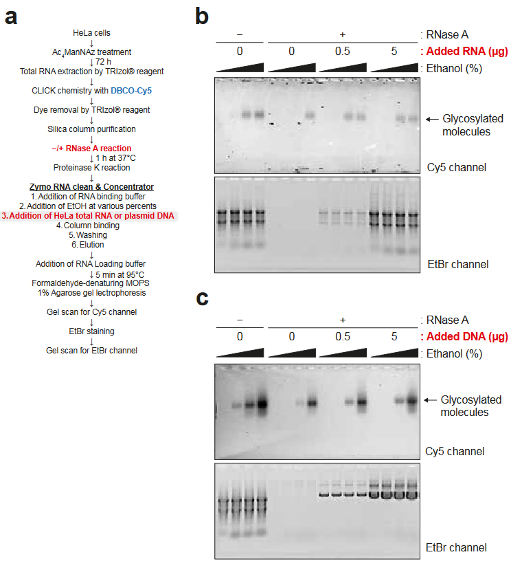 GlycoRNA studies need exceptional study design and controls to justify the exceptional claims. This is a thorough study.
'these N-glycosylated molecules become depleted only in RNase-treated total RNA eluted from silica columns, making it seem like glycoRNA is digested by RNase.'