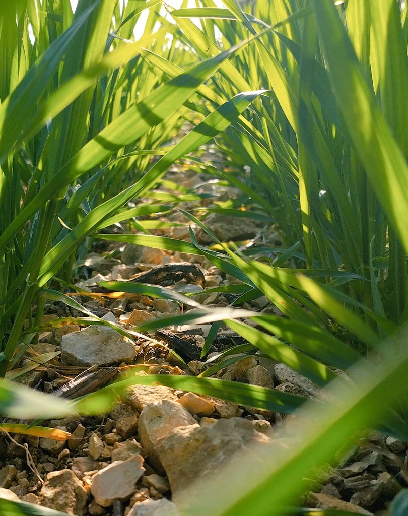 Joli blé dans mes petites terres de groie, est-ce que ça ira jusqu'à la moisson ?
Dans les zones intermédiaires, tout va se jouer dans les prochains mois... 45 ou 75 qtx ... Résultats fin juin début juillet 🤞🏻