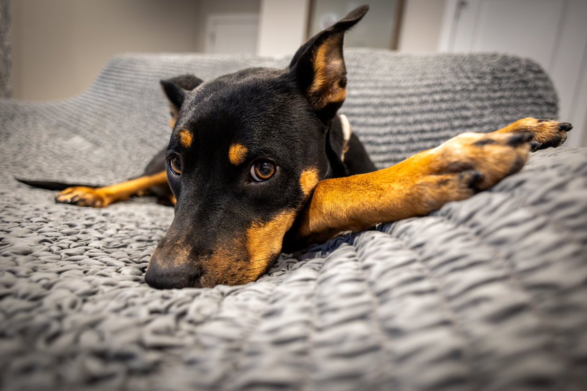 PhotosByCollinW's tweet photo. “No matter how little money and how few possessions you own, having a dog makes you rich.”

~Louis Sabin

🐾🐶🦴💵🤑

#wichitaksphotographer #wichitaphotographer #photography #wichita  #wichitakansas #photographer #canoneosrp #ict #dog #doggo #wednesday #humpday #doglover https://t.co/e3TbQxQoAq