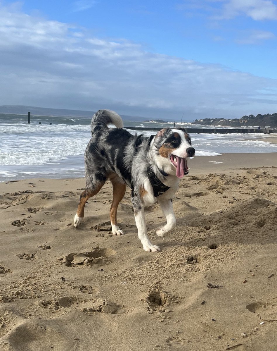 Tried to get cute photos of the pups at the beach… 😅