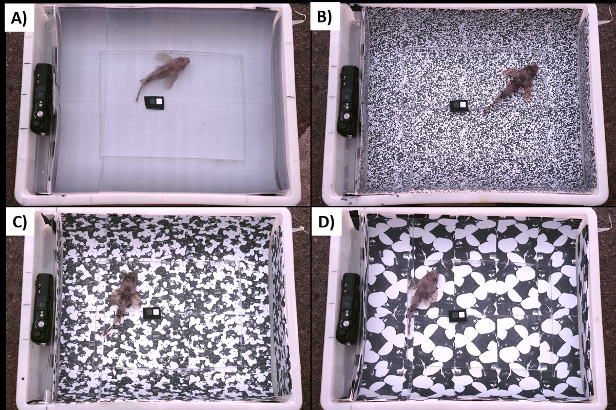 Leonie John (@_leoniejohn_) on Twitter photo New paper on fish camouflage🐟
We placed scorpionfish on backgrounds of different pattern granularity to see whether they adjust their skin pattern. Find out what changes we observed! With <a href="/MatteoSanton/">Matteo Santon</a> <a href="/MicaToolbox/">micaToolbox</a>
dx.doi.org/10.1002/ece3.1… New paper on fish camouflage🐟
We placed scorpionfish on backgrounds of different pattern granularity to see whether they adjust their skin pattern. Find out what changes we observed! With <a href="/MatteoSanton/">Matteo Santon</a> <a href="/MicaToolbox/">micaToolbox</a>
dx.doi.org/10.1002/ece3.1…