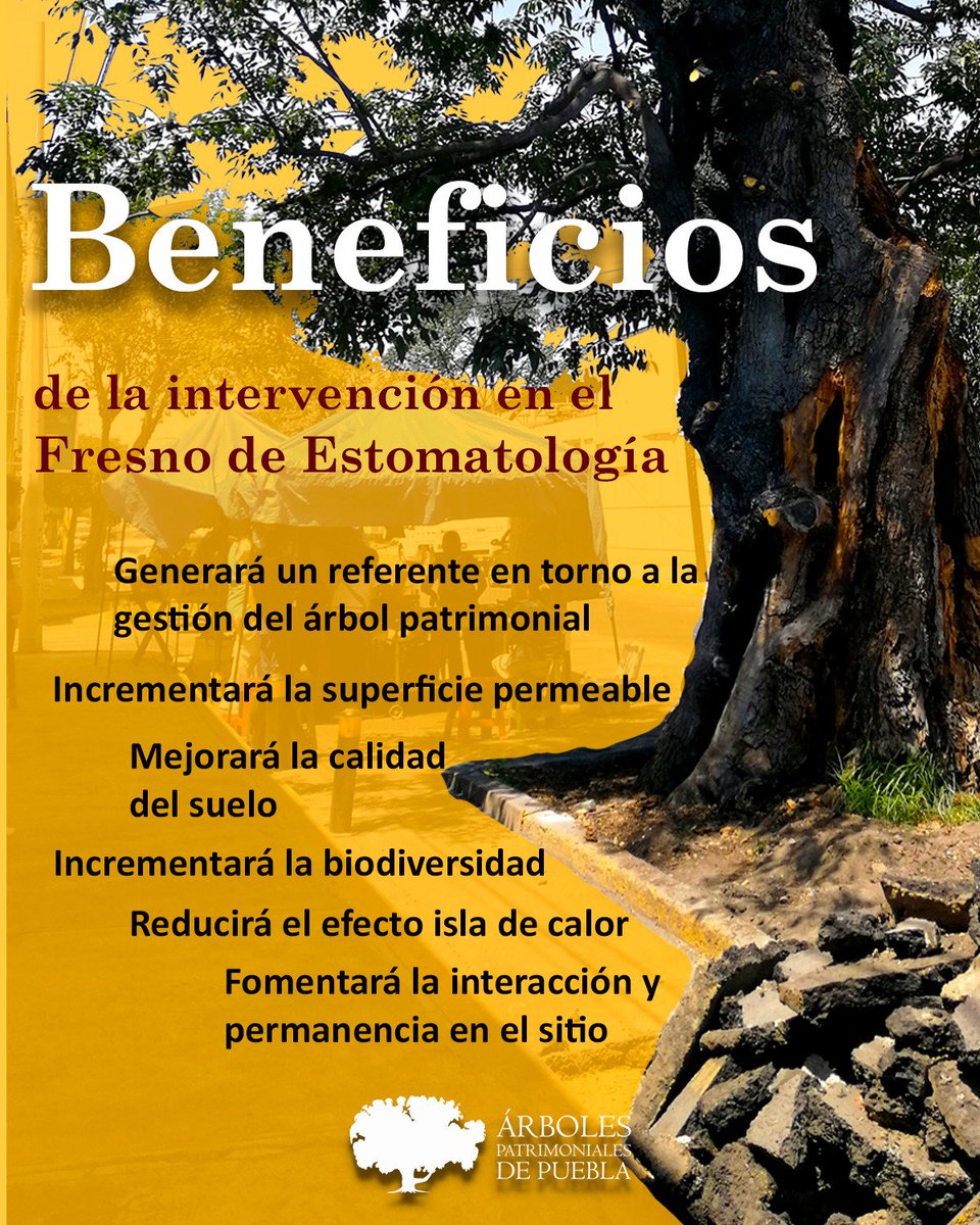 Parte de los #beneficios vinculados al incremento de la #InfraestructuraVerde es mayor #habitabilidad en las comunidades y #CalidadDeVida.
Por tanto, no debe considerarse un lujo o factor de lucro inmobiliario sino parte de un derecho humano.
#CiudadesHumanas #CiudadesSostenibles