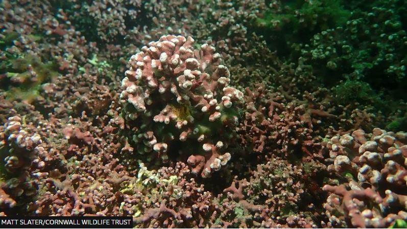 The ancient seaweed off the Cornish coast that captures carbon up to five times more efficiently than other types of marine plants bbc.co.uk/newsround/6853…