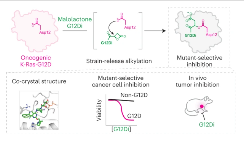 A new paper reports a selective, aspartate-targeting covalent inhibitor of K-Ras-G12D, commonly found in pancreatic cancers. Free to read link at rdcu.be/dA6jx