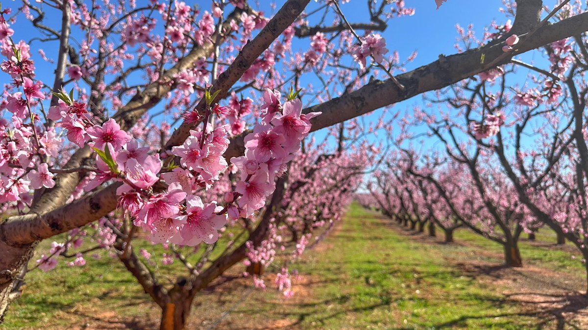 Peach blossoms are showing out right now in the 864!
