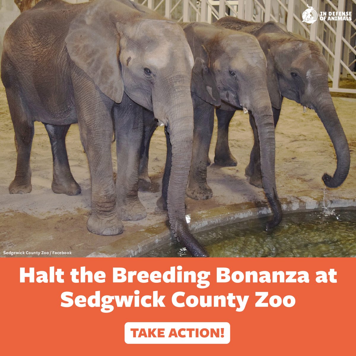 Sedgwick County Zoo’s wanton breeding of #elephants must stop! 4 more innocent lives are doomed to #captivity for life.
Take action: bit.ly/3PheFWU
Pls RT and support our work: bit.ly/3vas6RO
#10WorstZoos #CaptivityIsCruel #sanctuary