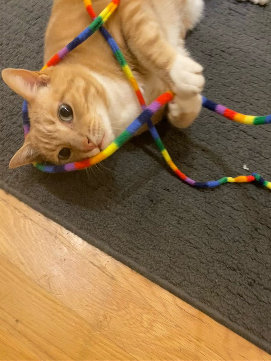 I‘m Palmer, a 10 y/o orange boy, and I’ve been waiting for 121 days! 😿I’m a handsome, social and confident cat. I enjoy meeting new humans and I have lots of fun playing. I’m looking for a loving adult-only home where I can be the only cat. Adopt me: givemesheltersf.org/mobile/animal.…