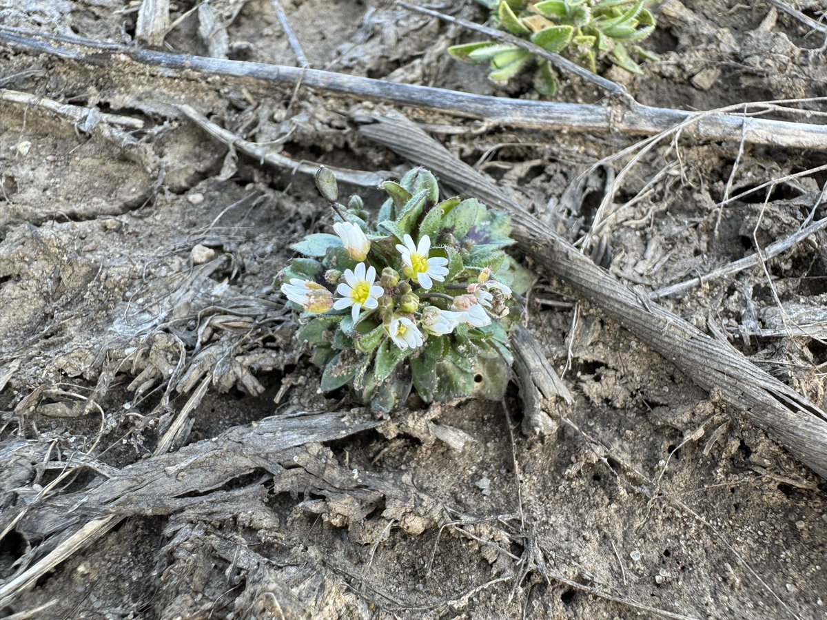 Winter annual weeds are off to the races in no-till fields across southern Wisconsin. Some are flowering already!

An early burndown treatment may be justifiable in infested no-till fields this year. After they flower, herbicides become less effective.

📸 March 13 2024