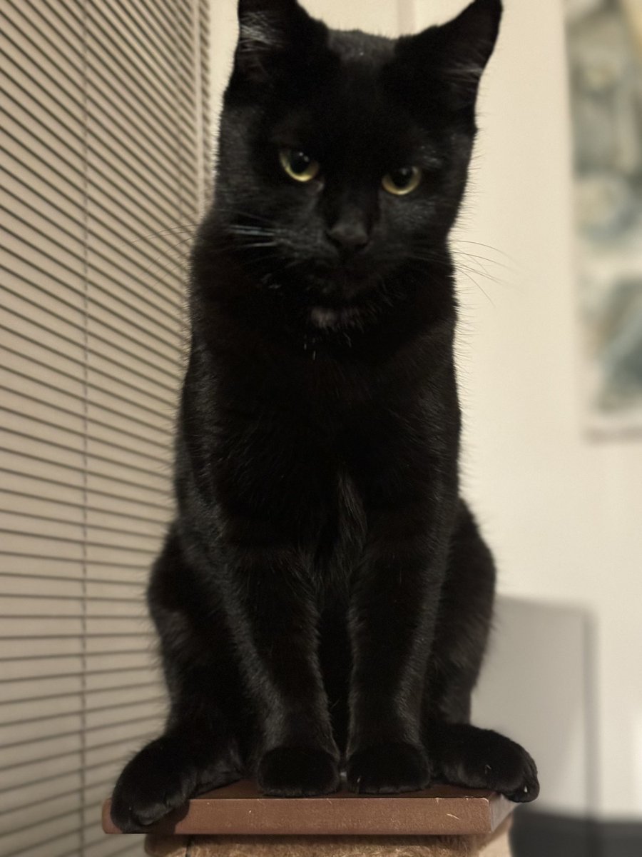 JoeyxJackson's tweet photo. @deadbeatat_dawn The look he gives me when I’ve got da fromage https://t.co/zmTuUVovqM