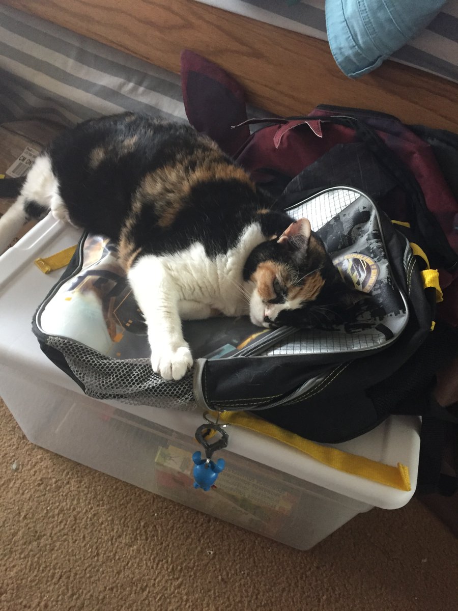 Candy Chameleon tweet media