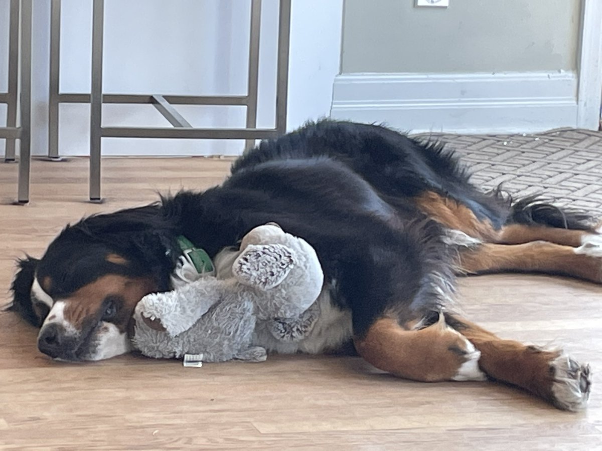 timegivenus's tweet photo. Bunny snoozes are best snoozes
#bernesemountaindog #cuddlebear https://t.co/4qFXjwRgtc
