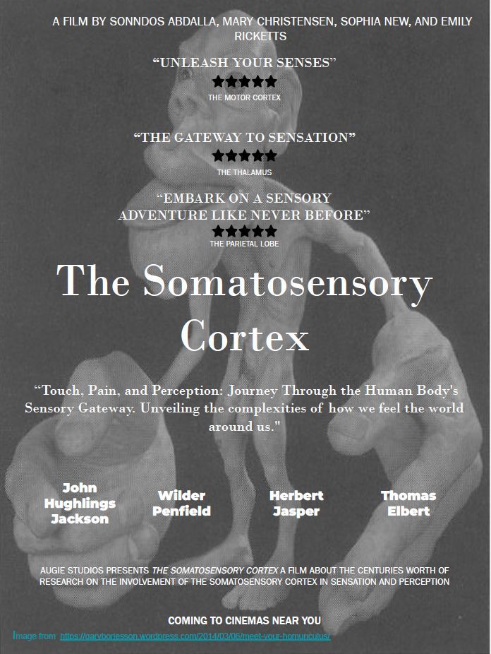 AugiePsych's tweet photo. The fourth @AugustanaSD #BrainAwarenessWeek Movie Poster "The Somatosensory Cortex: Touch, Pain, and Perception - Journey through the Human Body's Sensory Gateway. Unveiling the complexities of how we feel the world around us." https://t.co/mG6BUBV8ls