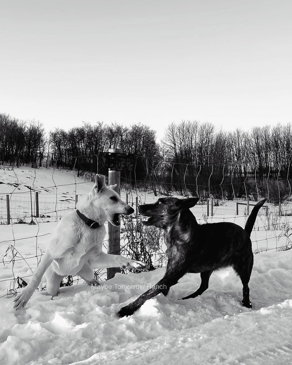 mthranch's tweet photo. Just the good ol’ jumpnbark a favourite around here.
#maybetomorrowranch #alberta #albertadogs #belgianmalinois #germanshepherd #whitegermanshepherd #malinois https://t.co/fck3omKJC8
