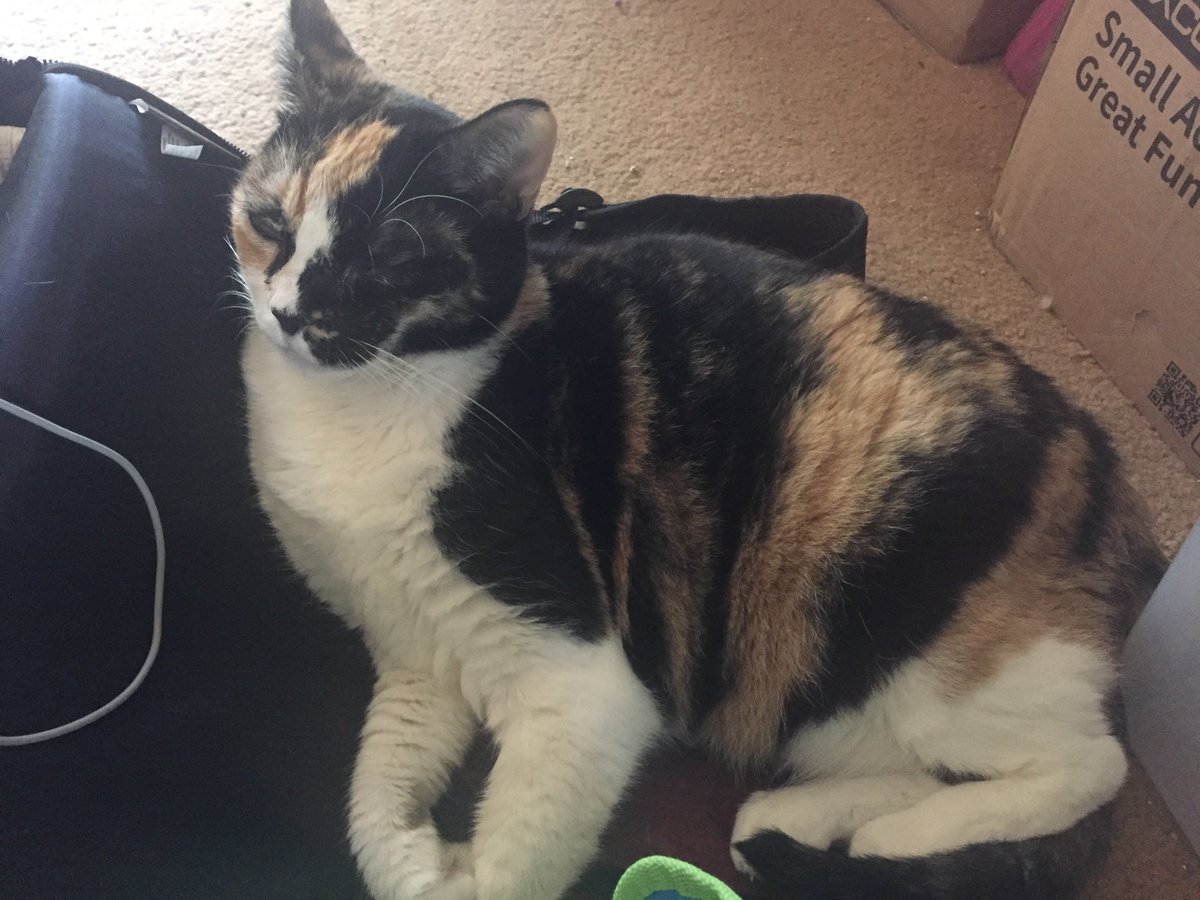 Candy Chameleon tweet media