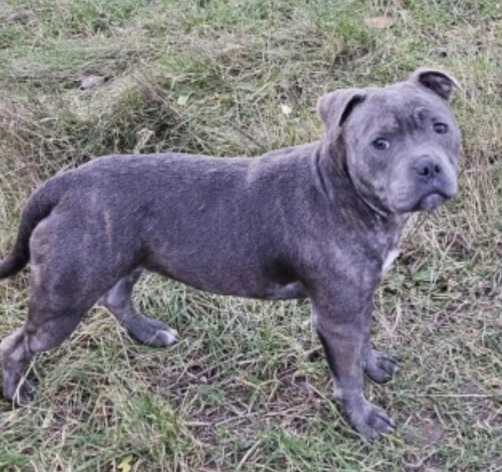 rosiedoc666's tweet photo. BETTY STILL MISSING since 2/1/24 #Gravesend WALKING ON THE INDUSTRIAL ESTATE WHEN SHE DISAPPEARED AND DIDNT RETURN #DA12 
Female/young adult #SBT blue 
CHIPPED 

https://t.co/sBwU7TDI93

@northkentnews @GravesendCC1880 @gravesendvoice @JacquiSaid @juliagarland73 @RachaelB100 https://t.co/XIArC41t7J
