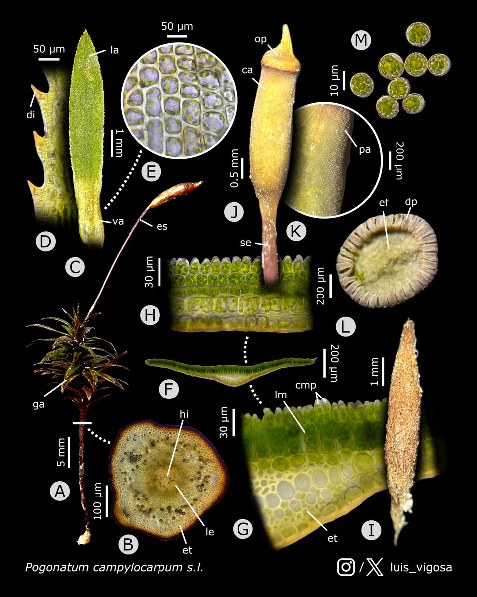Pogonatum campylocarpum sensu lato (Polytrichaceae)
#botany #bryophytes #taxonomy #plants