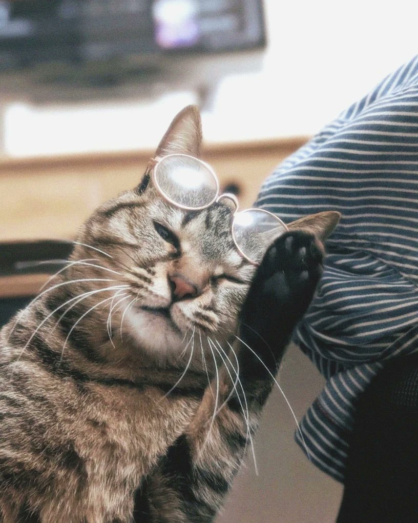 EdwardChu71's tweet photo. Hi , miss Dao #cat #catlover #CatPhotography https://t.co/LVQkbD7yJv