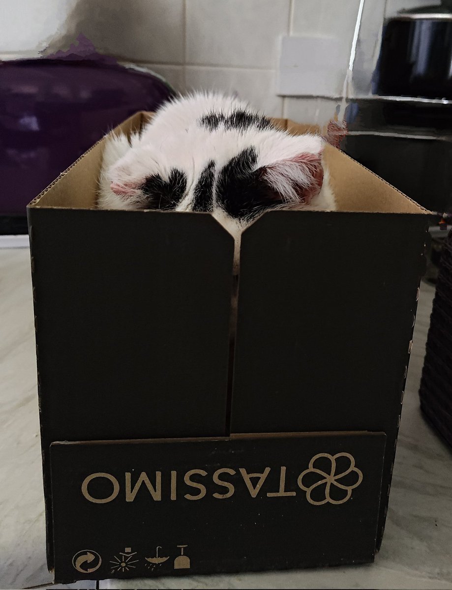 LauraBrambles's tweet image. Uses for your Tassimo Coffee box number 599 ~ Cat storage 🤦🏼‍♀️