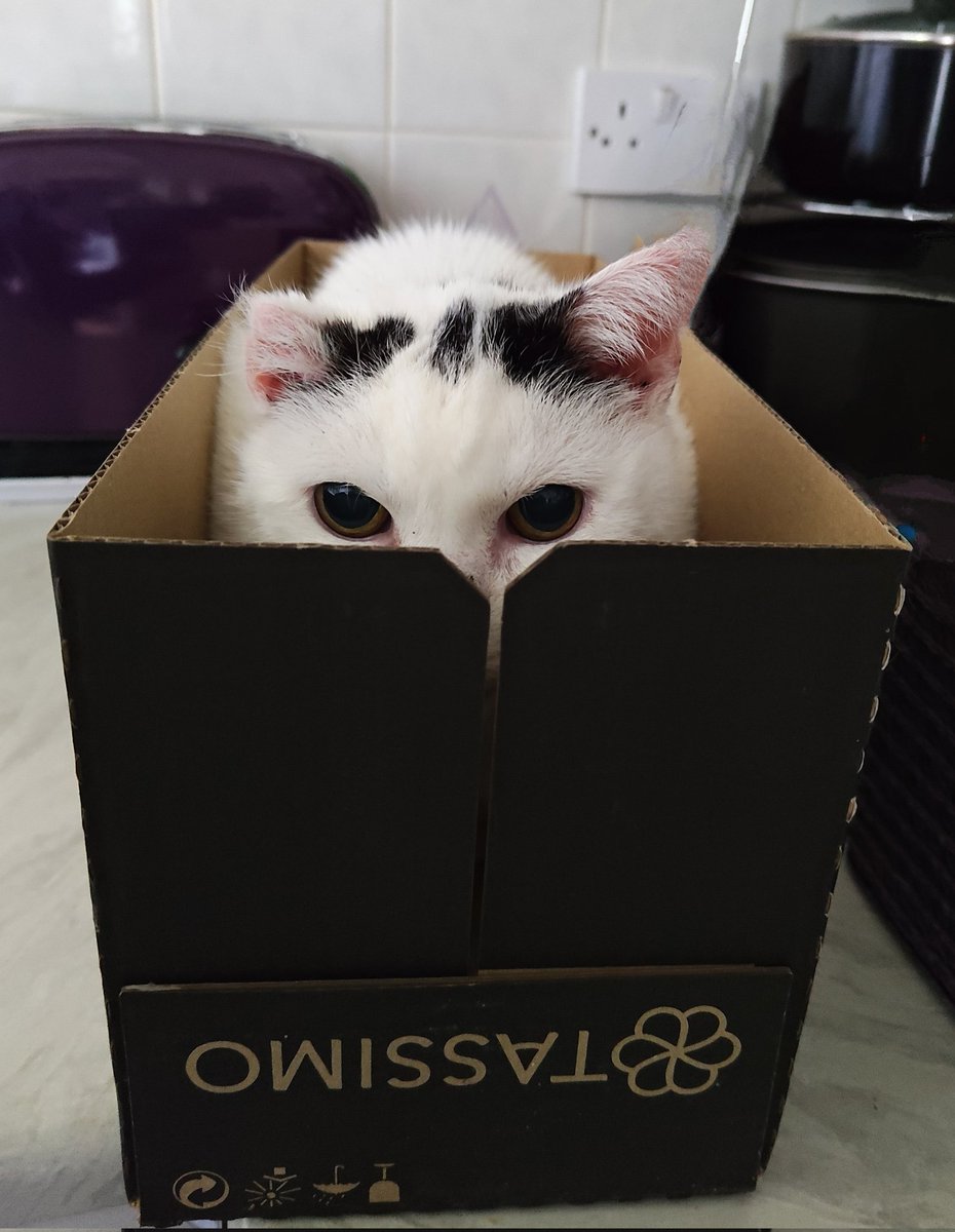 LauraBrambles's tweet image. Uses for your Tassimo Coffee box number 599 ~ Cat storage 🤦🏼‍♀️