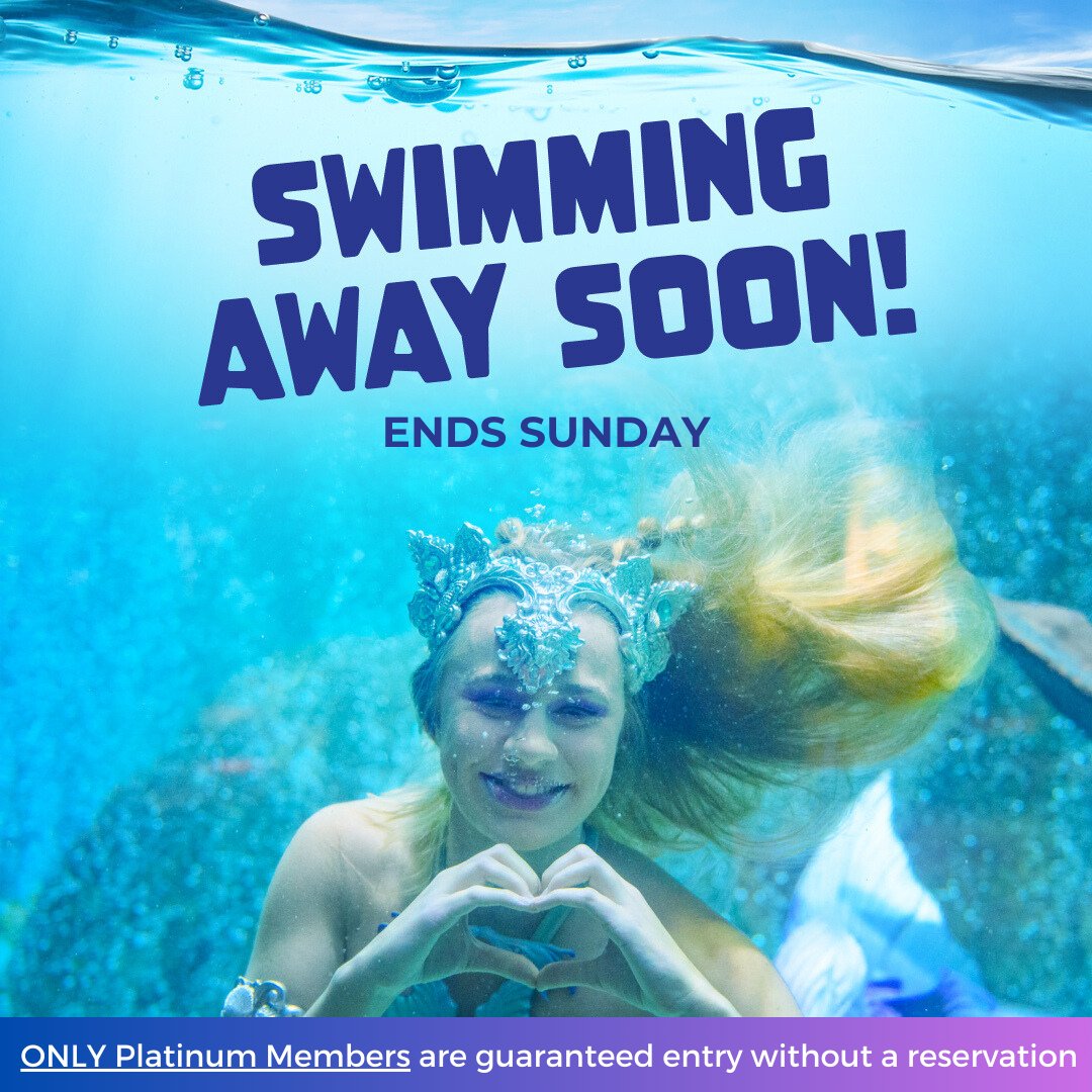 🧜‍♀️LAST CHANCE! There are only four dates left to see our Mermaids before they swim away for the season.

⏰ Be sure to lock in your tickets before they're gone! Advanced reservations are strongly encouraged!

🎟️ Get your tickets: bit.ly/3BTDeSN