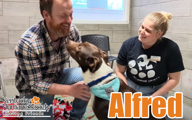 LOOK AT ALFRED!!!! 🐶 Alfred is our Wet Nose Wednesday star and is ready for adoption at the @kyhumane East Campus! Check out the video of Alfie (our nickname)!! 13/10 would boop!📷 youtu.be/xO94rpMt0zs?si…
