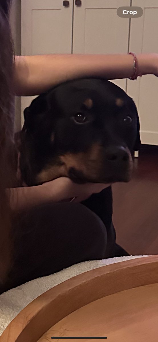 avalharper11's tweet photo. When you just wanted pets, but then become a pitching rehab prop. #softballdogs #rottie #rottielove #pitchers https://t.co/VG796vCs6n