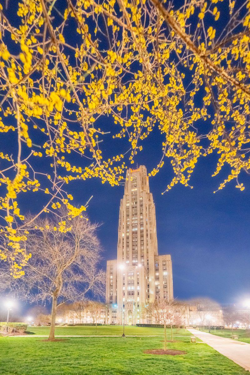 DaveDiCello's tweet image. It has been forever since I've captured views from Pitt's campus, so I made a stop there this morning. I'm not sure what kind of tree this is, but these little yellow buds went perfectly with that deep blue sky, a perfect combination of colors to frame the Cathedral of Learning.