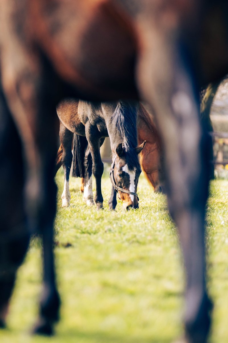 📸 March moments at Barton Stud #Horse #HorseRacing